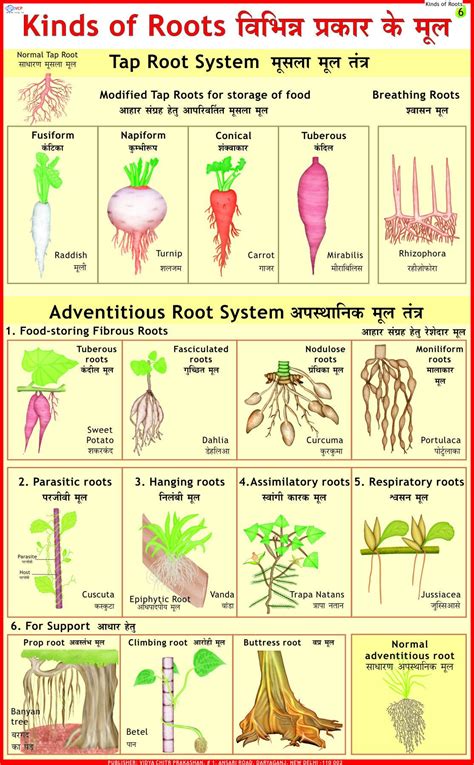 Kinds Of Roots-Charts, बायोलॉजिकल चार्ट, जैविक चार्ट - Vidya Chitr Prakashan, New Delhi | ID ...