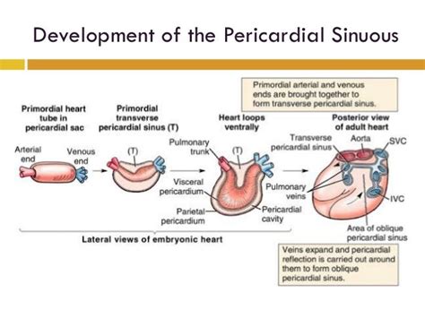 Pericardium Anatomy