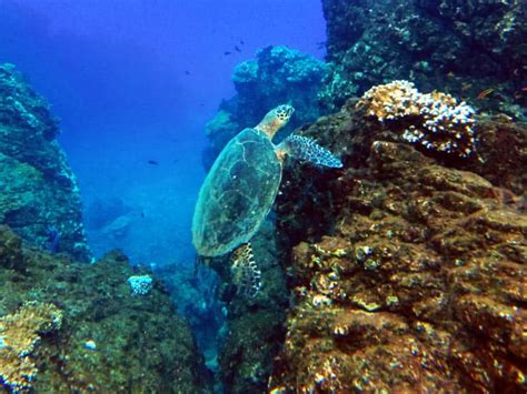 Snorkeling at Cano Island: The 2nd Best Place in Costa Rica