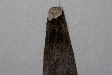 NUTRIA , COYPU TANNED FUR PELT - SKIN, HIDE FOR SALE - REAL, DECOR, GENUINE - ST5121