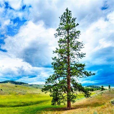 colorado pine trees pictures - Syed Portal Picture Show