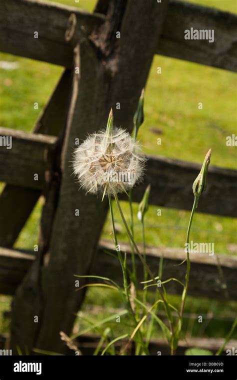 Goatsbeard seed head Stock Photo - Alamy