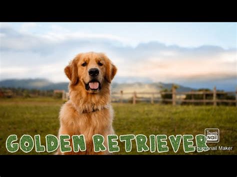 Golden Retriever Entertainment Dog Deals Discounted | www.pinnaxis.com