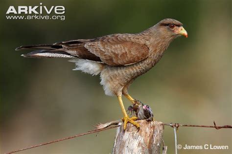 Chimango caracara - Alchetron, The Free Social Encyclopedia