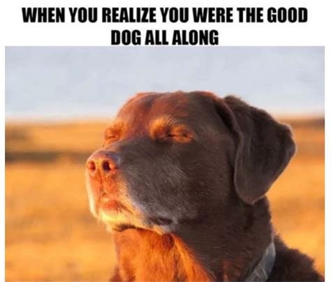 15+ Hilarious Dog Memes That Will Make Your Day So Much Better