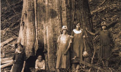 Chestnut Blight: An American Tragedy | Forest Pathology