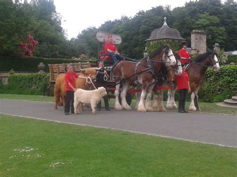 Highland cows and horses at Pollok Park, Glasgow | Horses, Highland cow, Animals