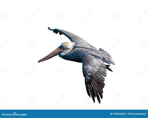 Pelican Flying Close Up Cut Out Stock Image - Image of background ...