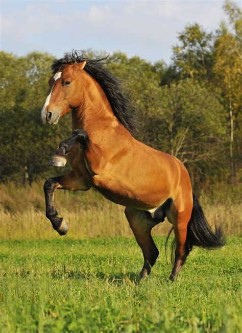 Mustang Horse | Breed Guide | HorseClicks