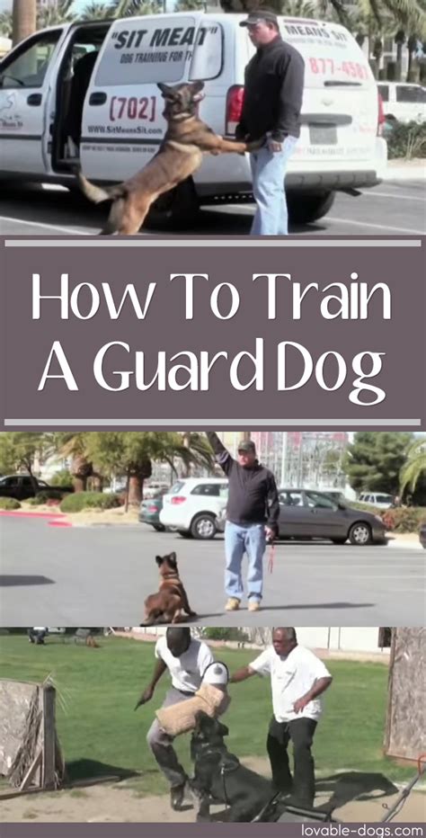 Lovable Dogs How To Train A Guard Dog - Lovable Dogs