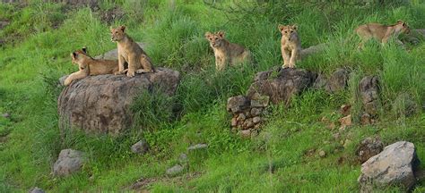 Tale of Gir National Park