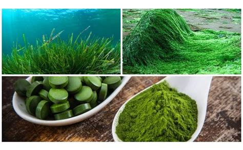 Alga Espirulina Orgánica 3 Bolsas Con 500 Tab C/u Spirulina | NETWORK GEAR