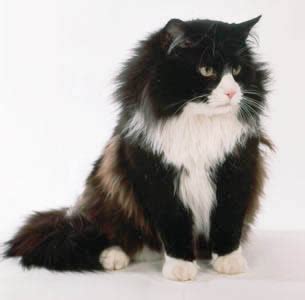 File:Black and white Norwegian Forest Cat.jpg - Wikipedia, the free ...