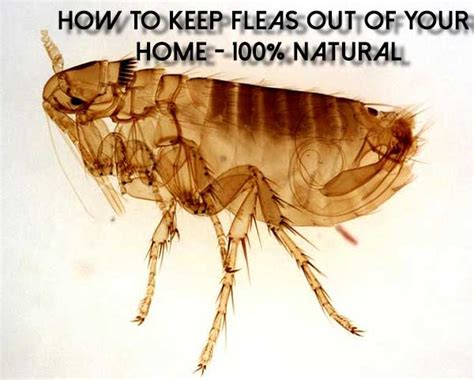 100% Natural Flea Killer For The Home And Garden - SHTF & Prepping Central