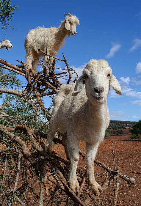 Tree Goats of Morocco | Goats, Morocco, Argan tree