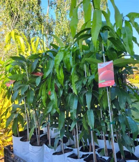Mango Tree Kensington Pride Grafted - Lakeside Plants & Nursery