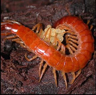 What is an Arthropod - Characteristics and examples of arthropods