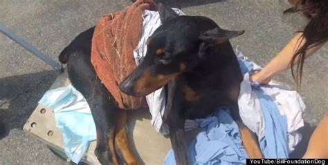 Paralyzed 'Miracle' Doberman Learns To Run Again, Despite The Odds | HuffPost Good News