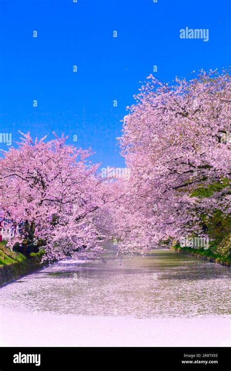 Cherry blossoms in Hirosaki Park Stock Photo - Alamy