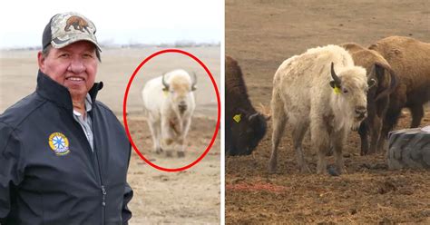 "Rare White Bison Calf Born at Sioux Valley Dakota Nation in Manitoba ...