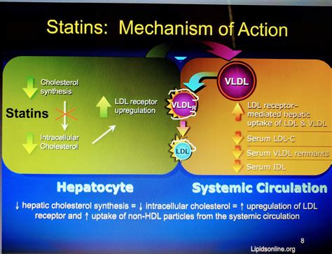 statin mechanism of action - Masaka.luxiarweddingphoto.com