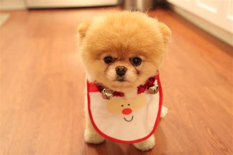 Boo, the worlds cutest dog | Flora Waardahl