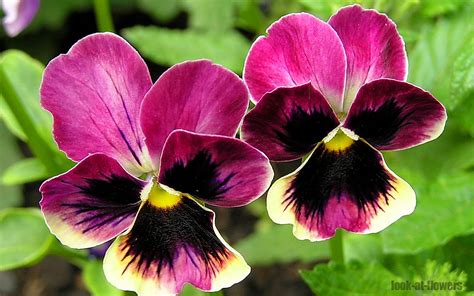 Pansy flower|Pictures of flowers