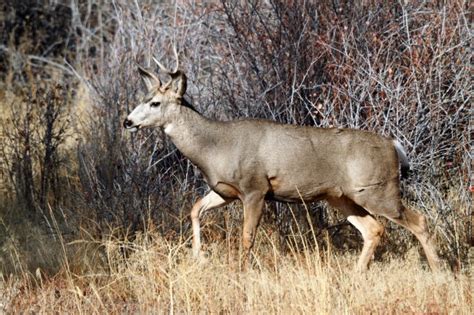 New 'zombie deer disease' case sparks fears of spread to humans | US ...