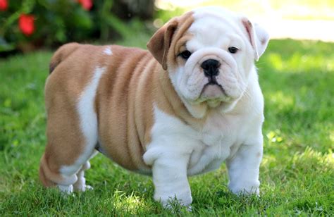 English Bulldog Puppy Training and Breed Information - Eat Sleep Walk