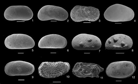 -SEM pictures of the most represented ostracod species in selected... | Download Scientific Diagram