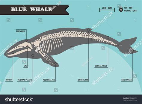 Blue Whale Skeleton Stock Vector 374480773 - Shutterstock