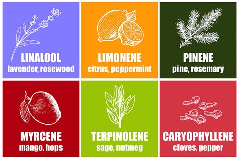 Elevating Your Experience: The Role of Terpenes in Cannabis - Green Revolution