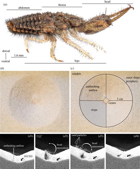 Antlions use sand-throwing to help capture prey