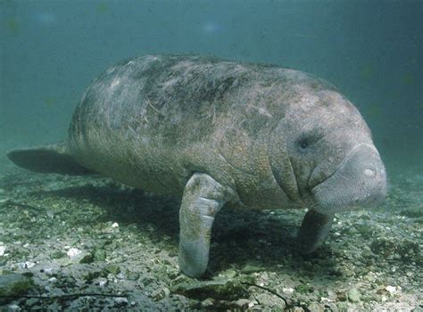 Manatee, Ocean and Water Creatures, Spirit-Animals.com - Spirit Animal ...