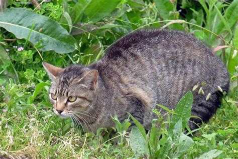 Poll: Should Trap-Neuter-Return (TNR) programs be used to handle feral cats? » Focusing on Wildlife
