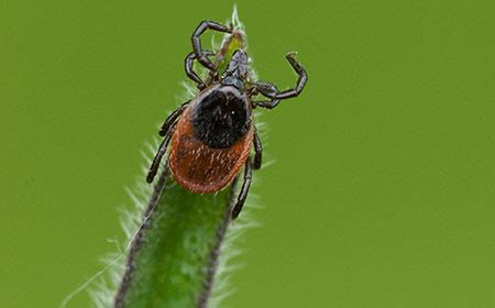 Western Blacklegged Tick Identification Tips | PA Tick Research Lab