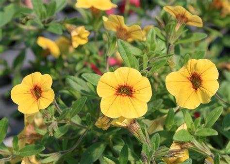 Million Bells varieties provide summer colors | Mississippi State University Extension Service