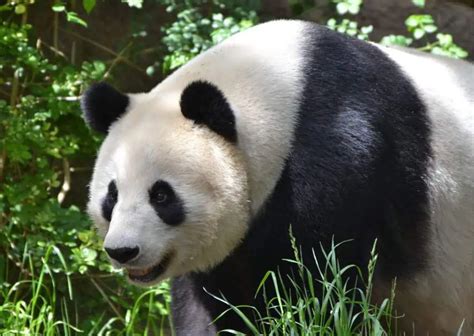 Giant Panda Behavior - AnimalBehaviorCorner