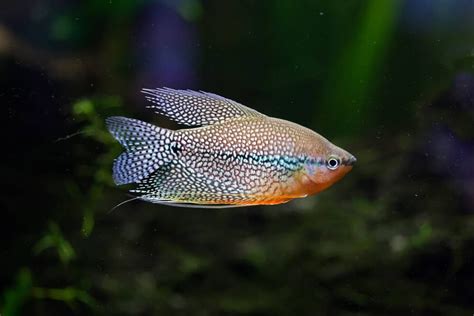 Top 9 Best Sparkling Gourami Tank Mates | Welcome To Fishkeeping Adventure!