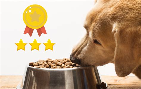 Top 4 Biologically Appropriate Dog Foods for Golden Retrievers - Rocky ...