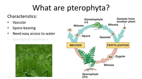 Pterophyta - YouTube