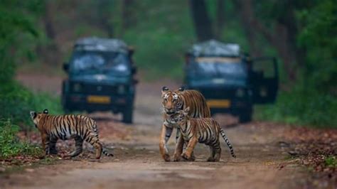 The Ultimate Guide To Jim Corbett National Park: Zones To Visit, Safari ...