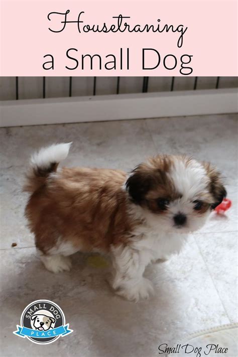 House Training a Small Dog: How To - The Ultimate Guide in 2022 | House ...