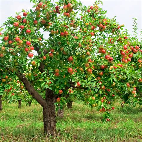 Pink Lady Apple dwarf 90mm pot - Fruit Tree Lane