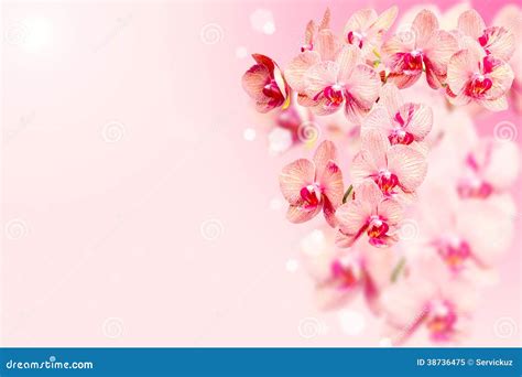 Bunch of Orchids Flowers on Blurred Background Stock Image - Image of blooming, bouquet: 38736475