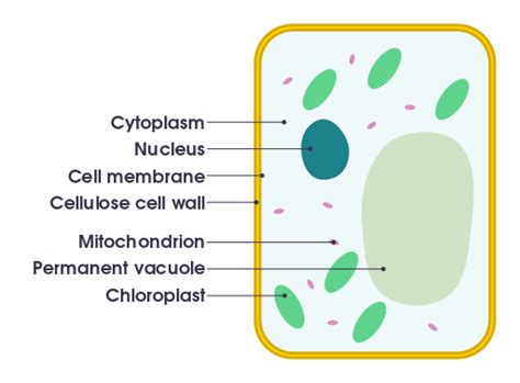 Difference Between Plant and Animal Cells | Structure, Characteristics, Comparison