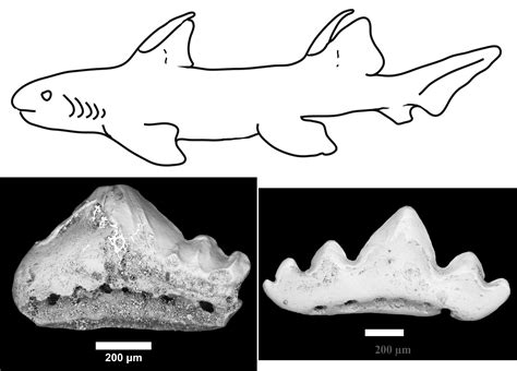 A Chance Discovery Reveals a Rich Fossil Shark Record From the Carboniferous of the Grand Canyon ...