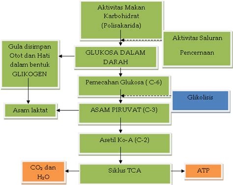 coretanku: Metabolisme Karbohidrat