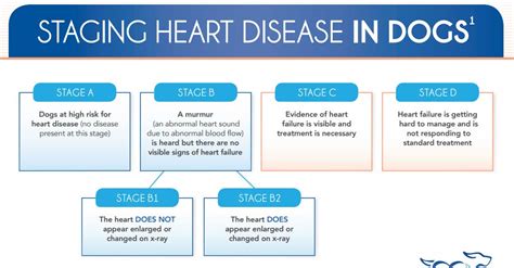 Heart Disease Treatment in Dogs | Animal Care Clinic