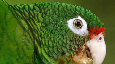 Scientists move 25 endangered Puerto Rico parrots to new home on island ...